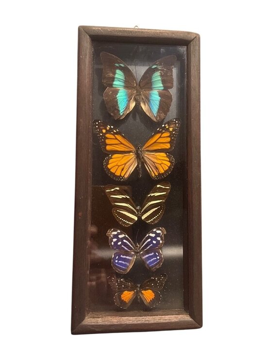 Other - Vtg Taxidermy Butterfly Display 5 Specimens Including Large Morpho10.5" x 4.5"